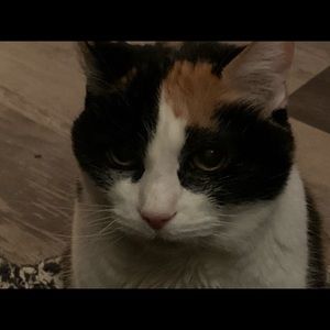 Meet your Posher, Pamela